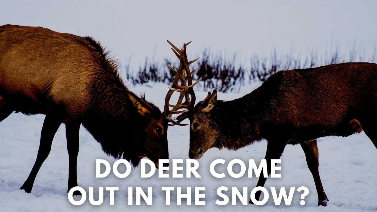 do deer come out in the snow