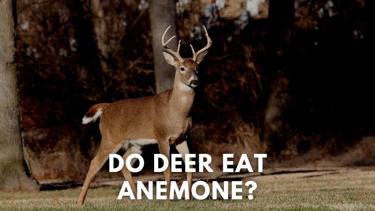 do deer eat anemone