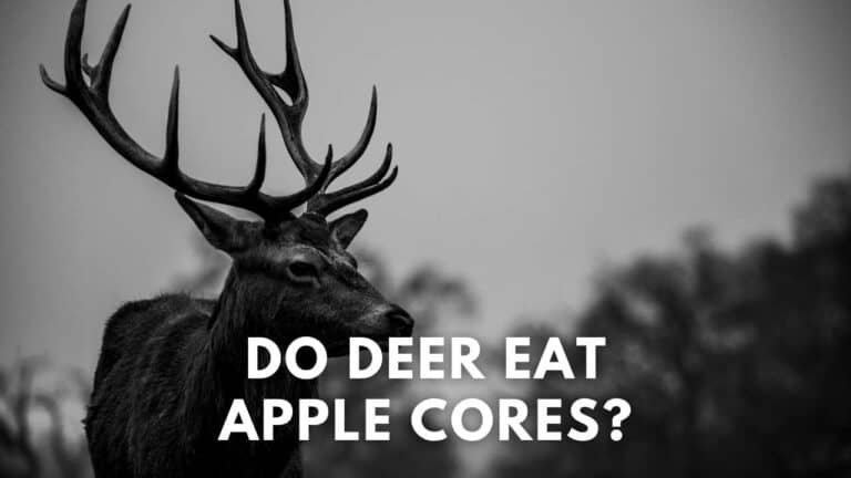 do deer eat apple cores