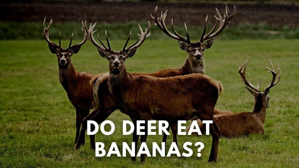 Do Deer Eat Bananas? Deer Hunting Life