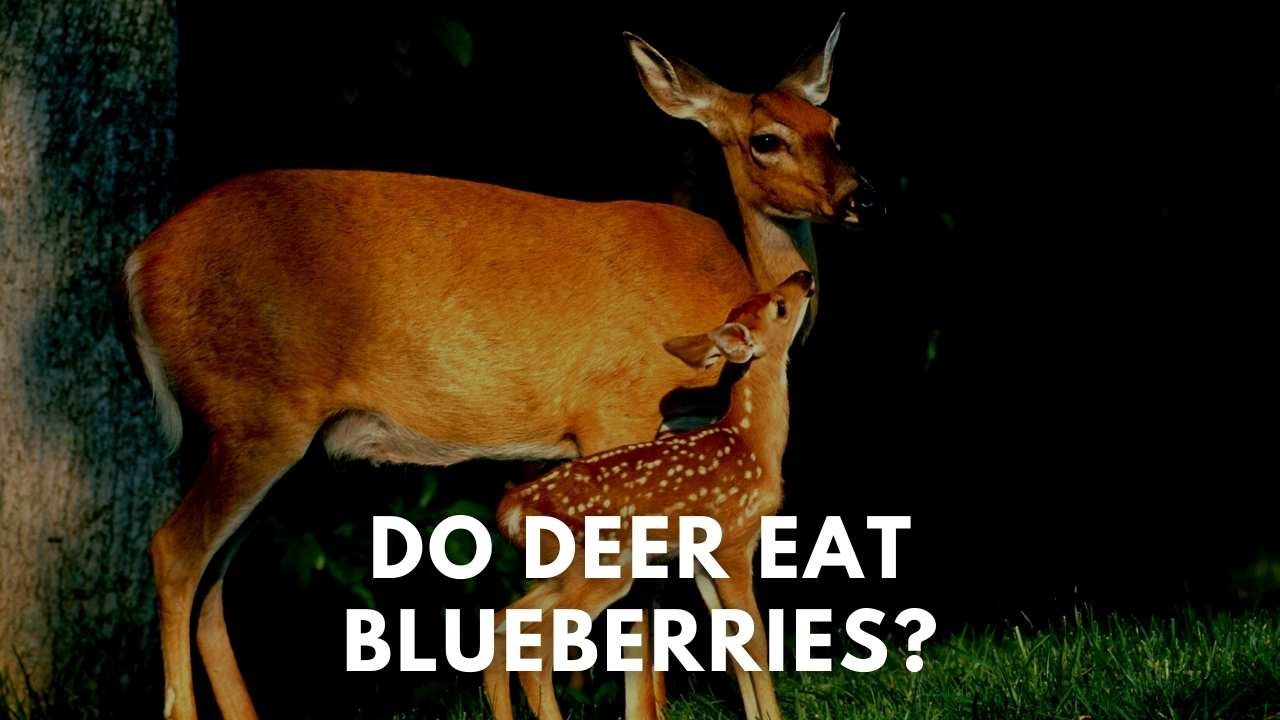 do deer eat blueberries
