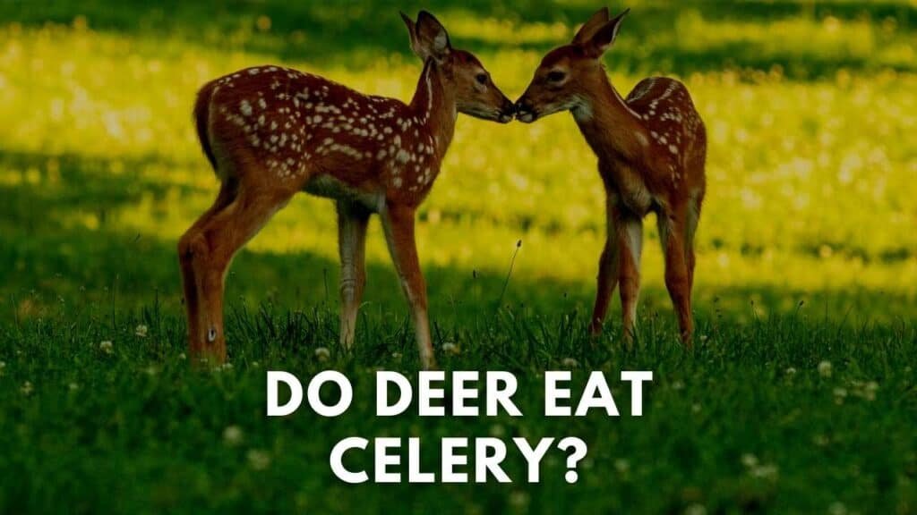 Do Deer Eat Celery? (What You Should Know!) Deer Hunting Life