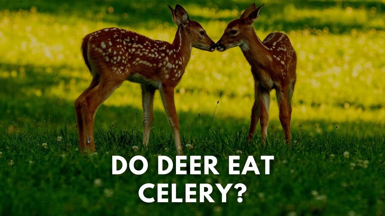 do deer eat celery