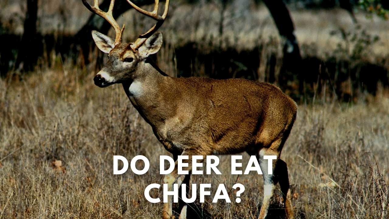 do deer eat chufa