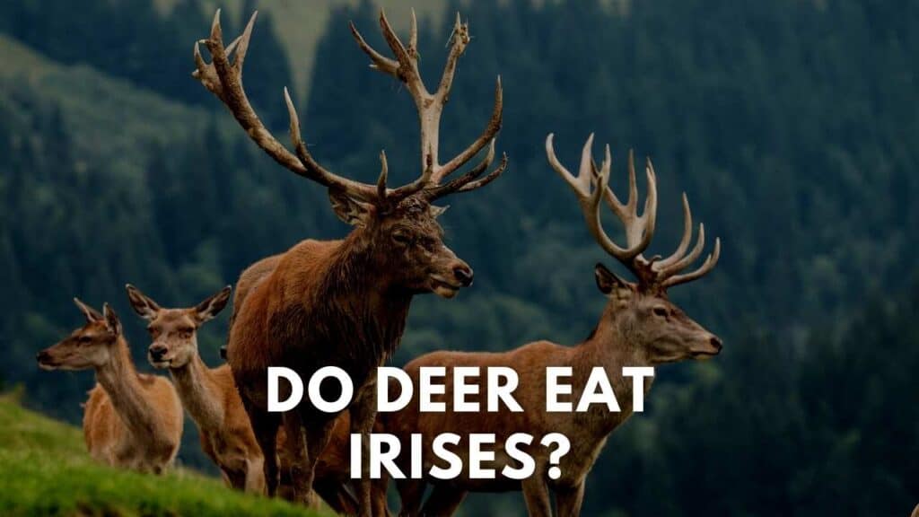 Do Deer Eat Irises? (Explained!) Deer Hunting Life