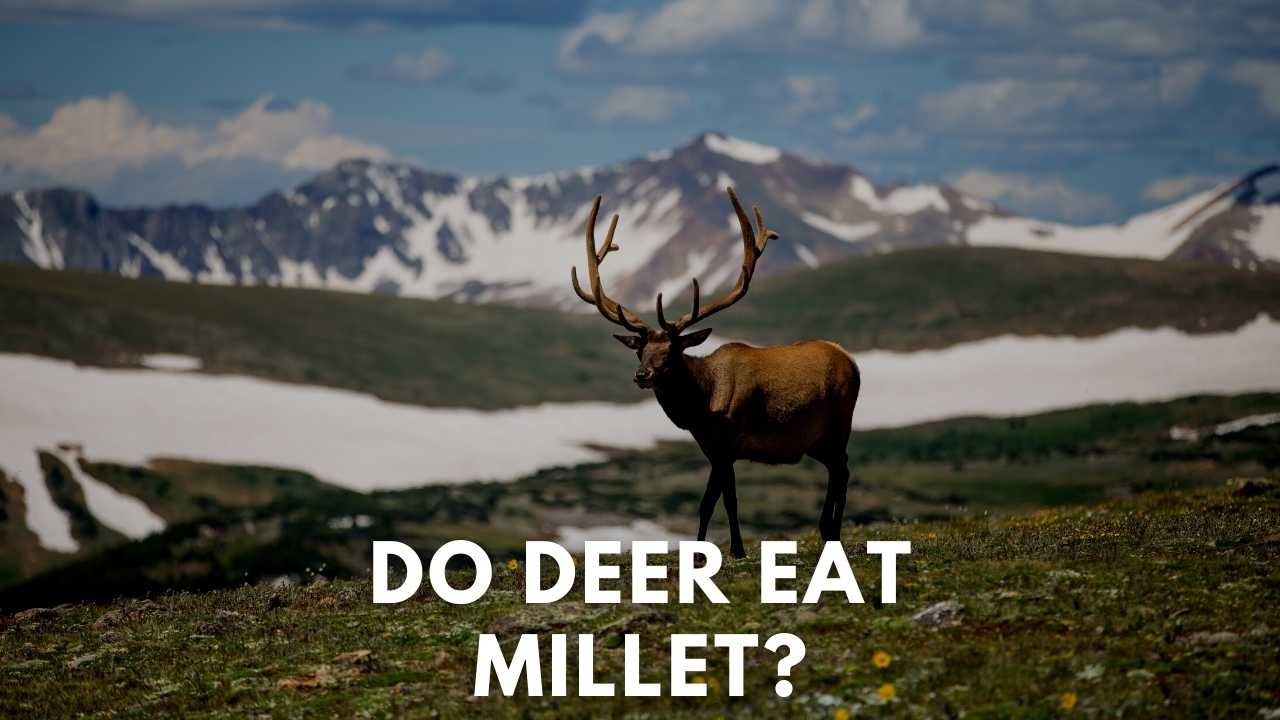 do deer eat millet