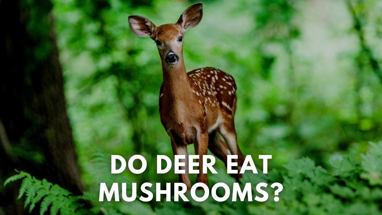 do deer eat mushrooms