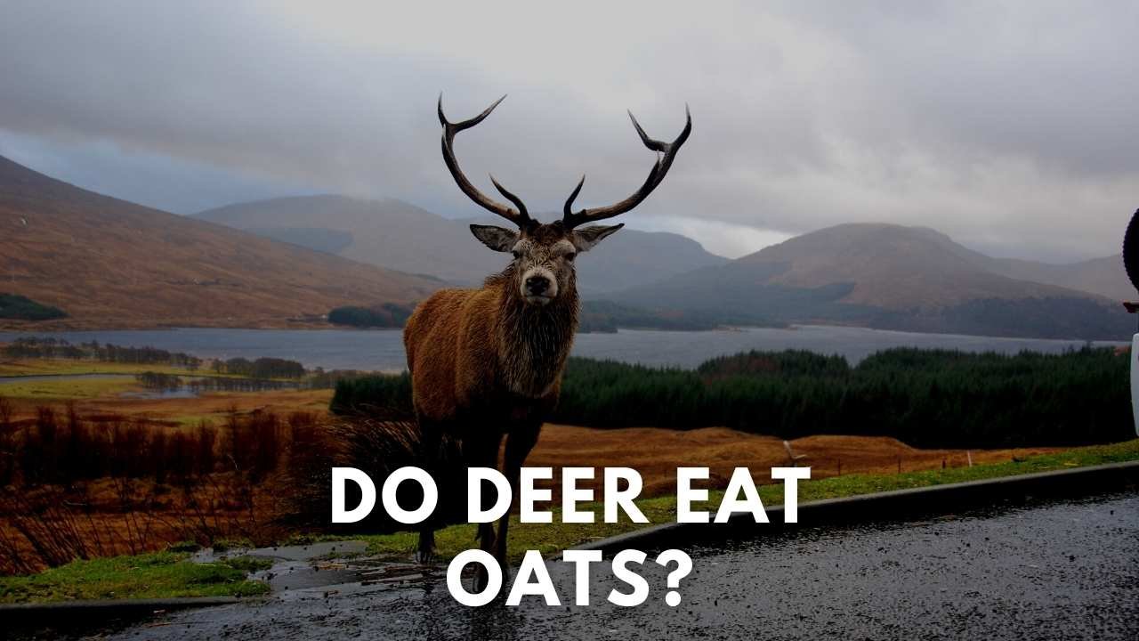 do deer eat oats