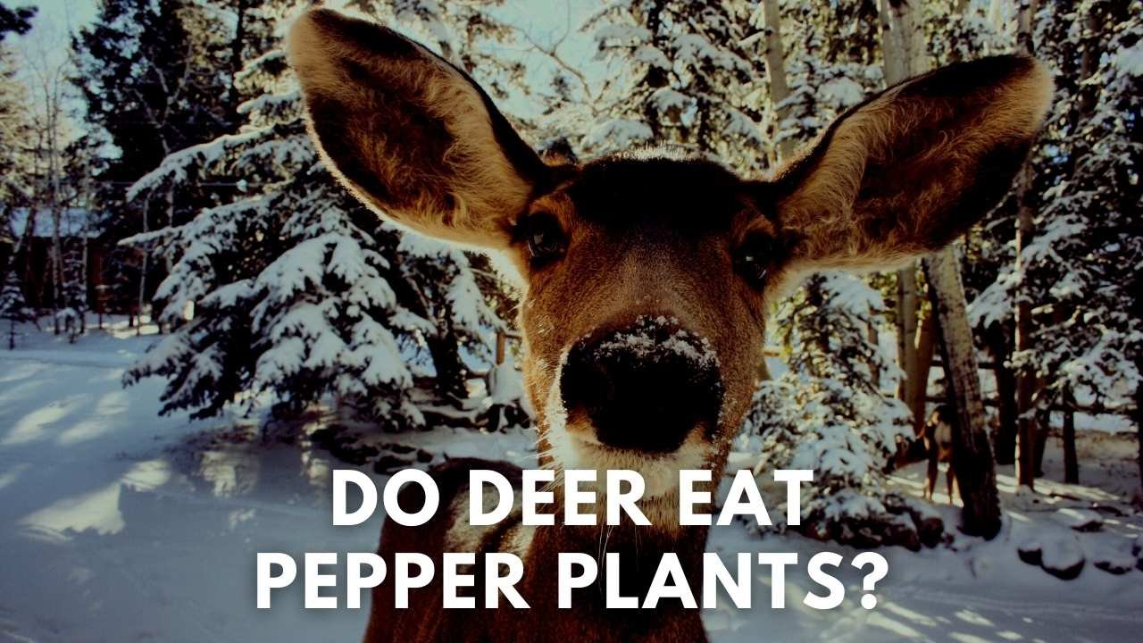 do deer eat pepper plants