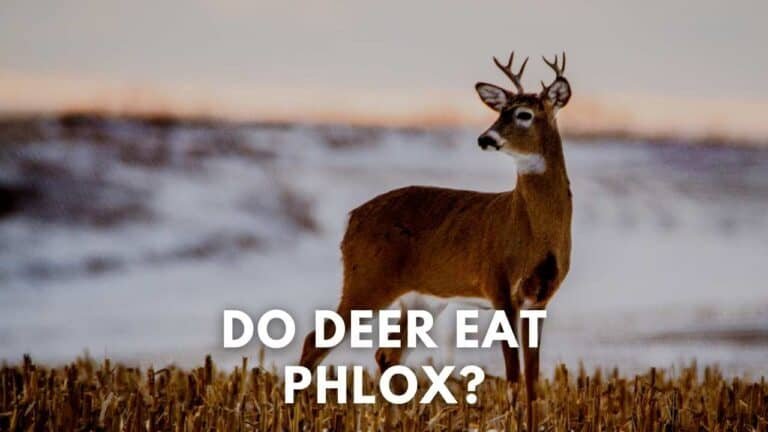 do deer eat phlox