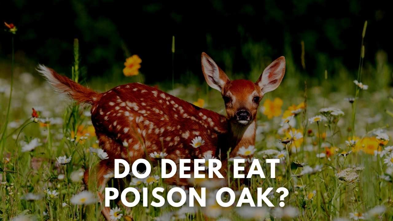 do deer eat poison oak