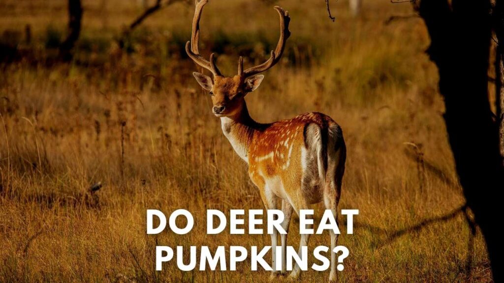 Do Deer Eat Pumpkins? Deer Hunting Life