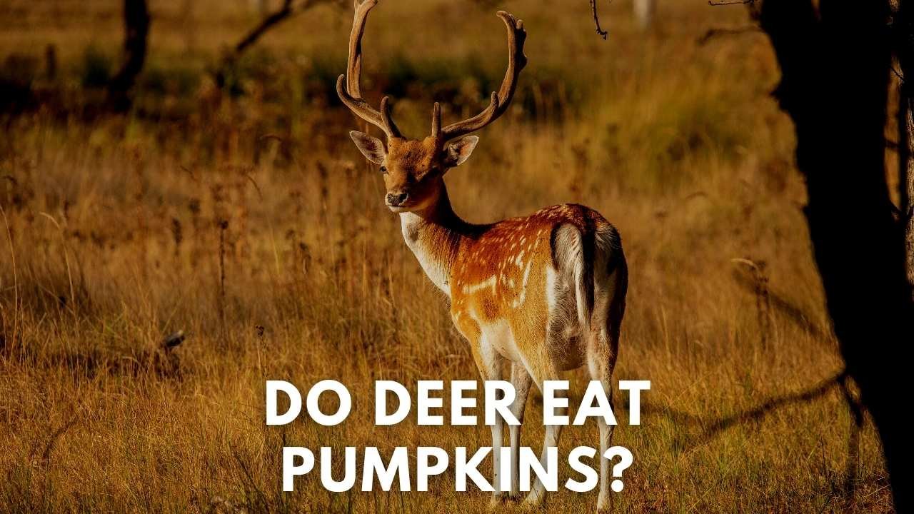 do-deer-eat-pumpkins-deer-hunting-life