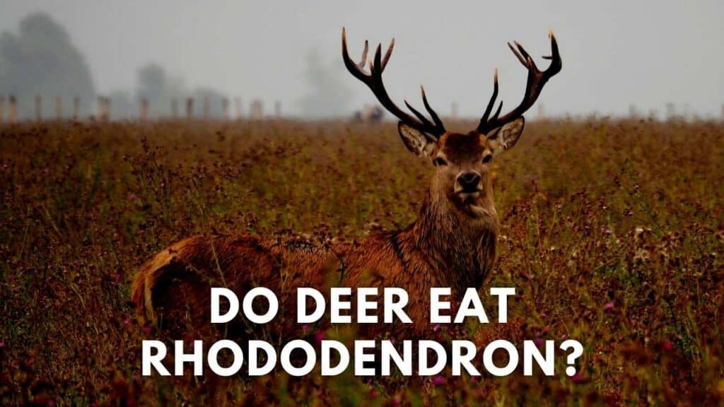 Do Deer Eat Rhododendron? Deer Hunting Life