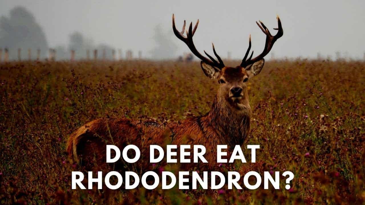 do deer eat rhododendron