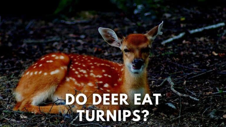 do deer eat turnips