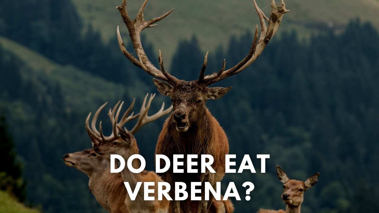 do deer eat verbena