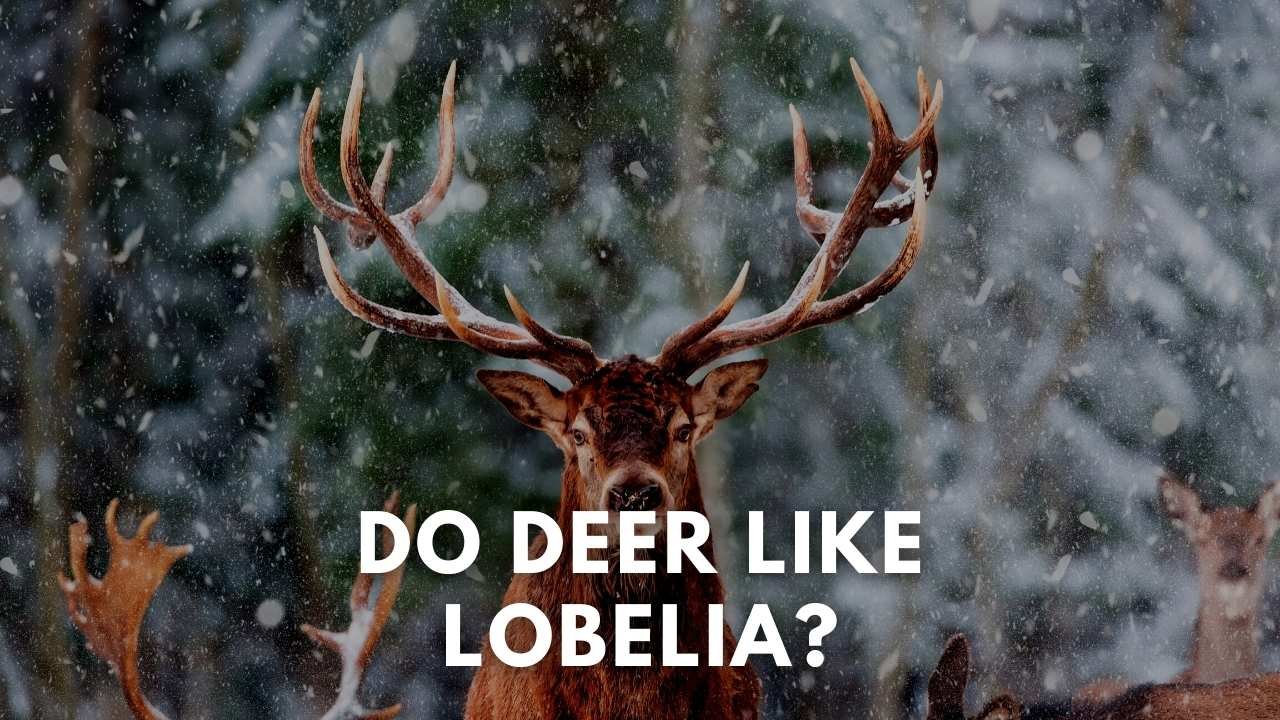 do deer like lobelia
