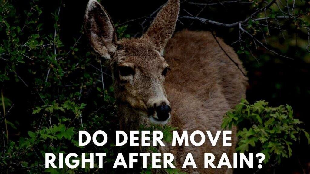 Do Deer Move Right After A Rain? Deer Hunting Life