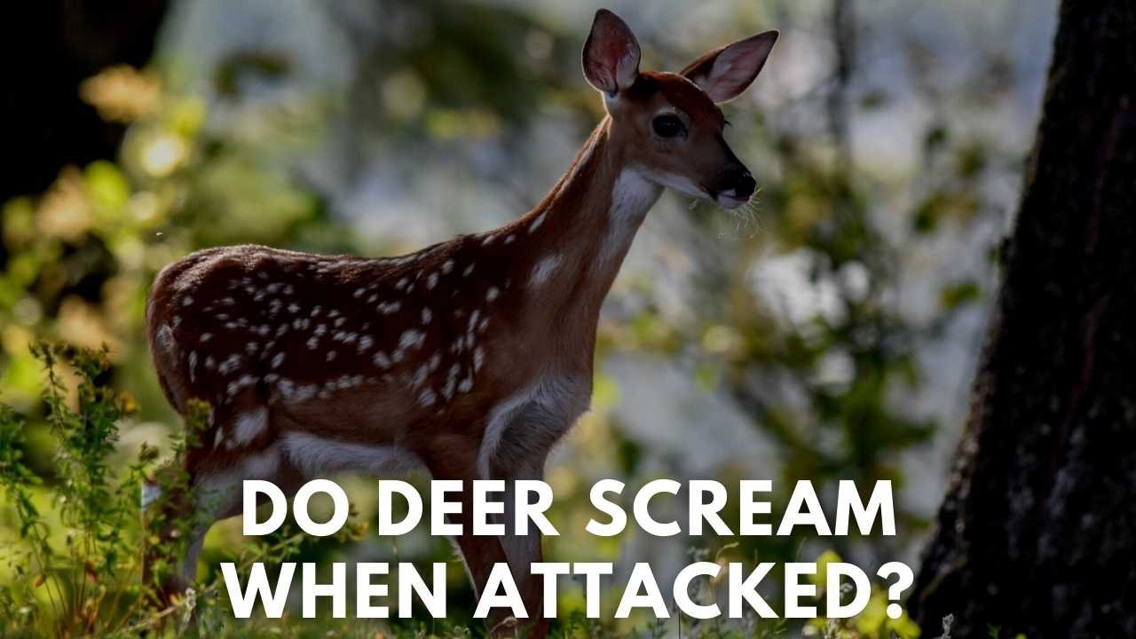 do deer scream when attacked