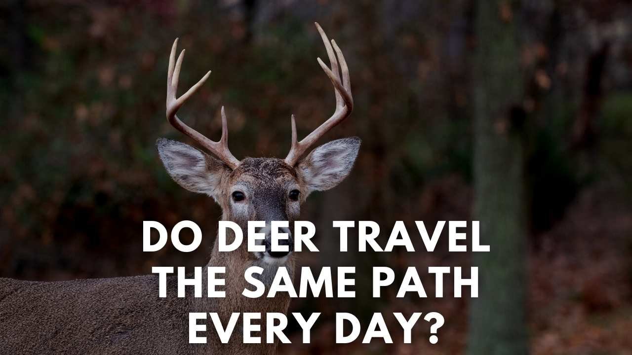 do deer travel the same path every day