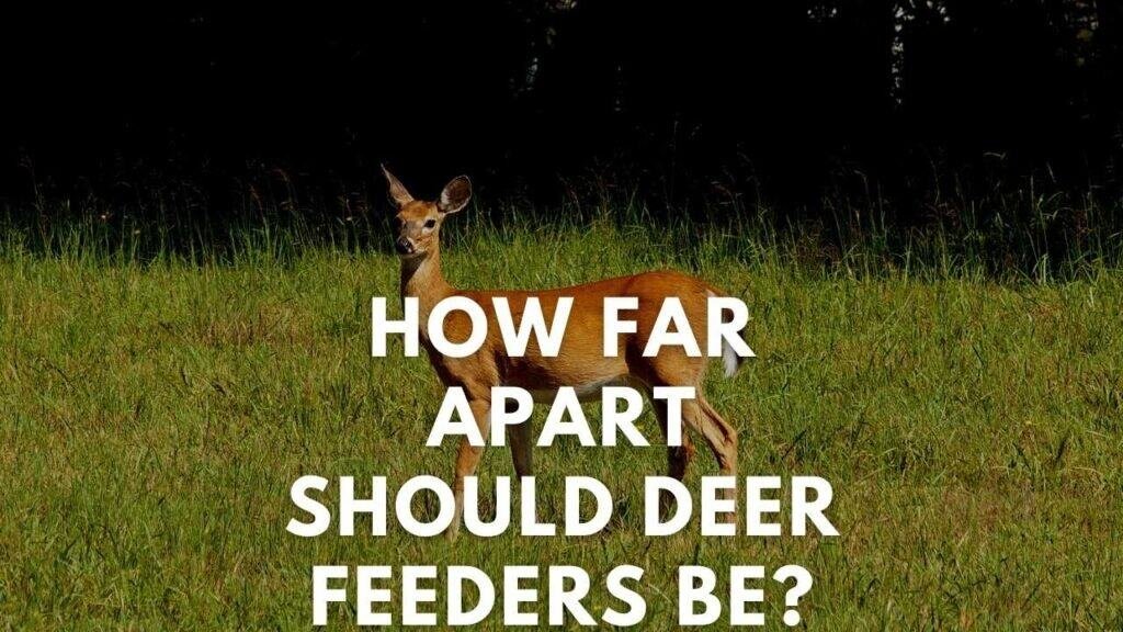 How Far Apart Should Deer Feeders Be? Deer Hunting Life