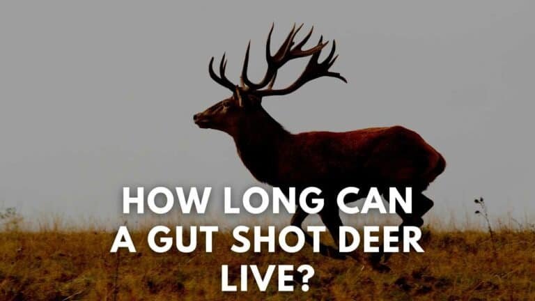how long can a gut shot deer live