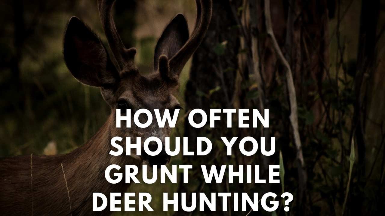 how often should you grunt while deer hunting
