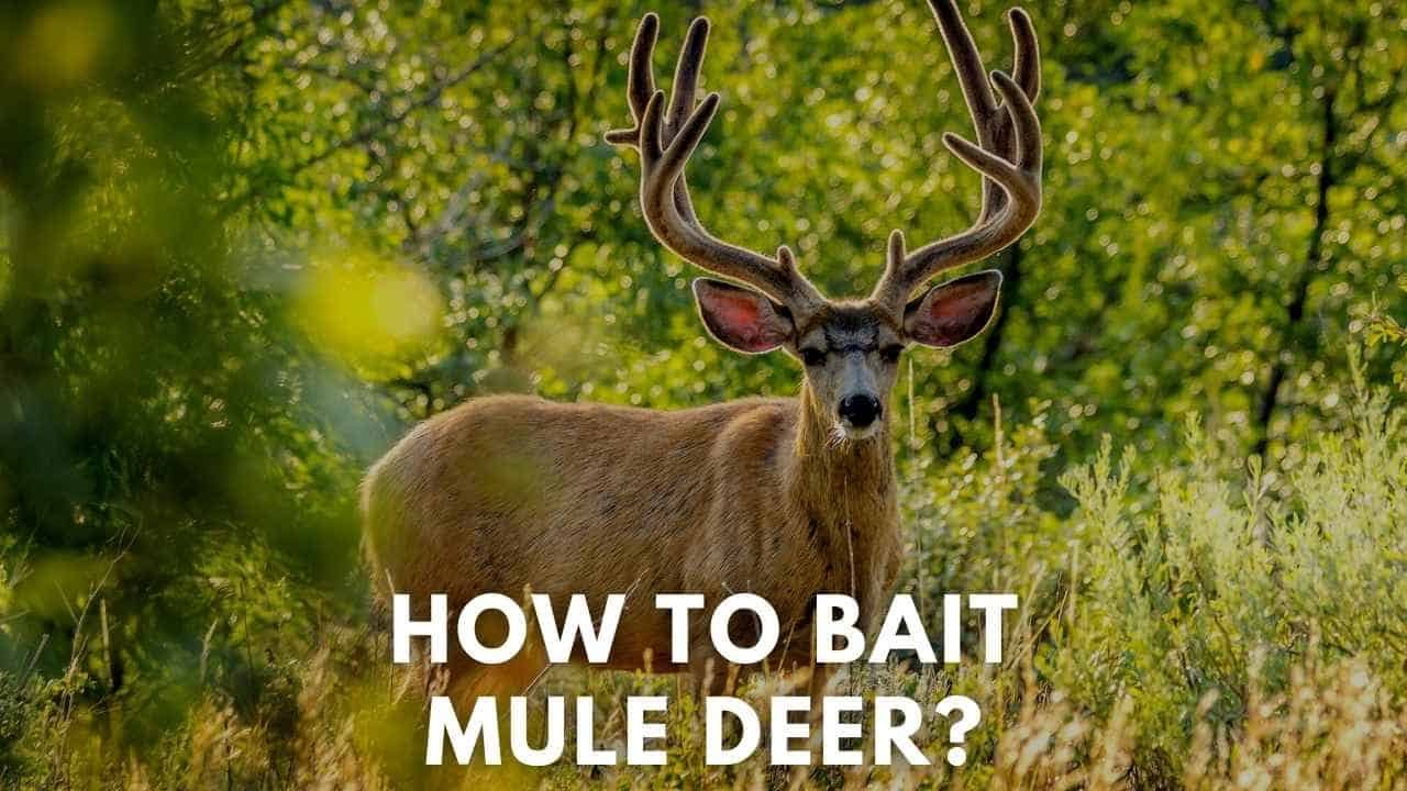 how to bait mule deer