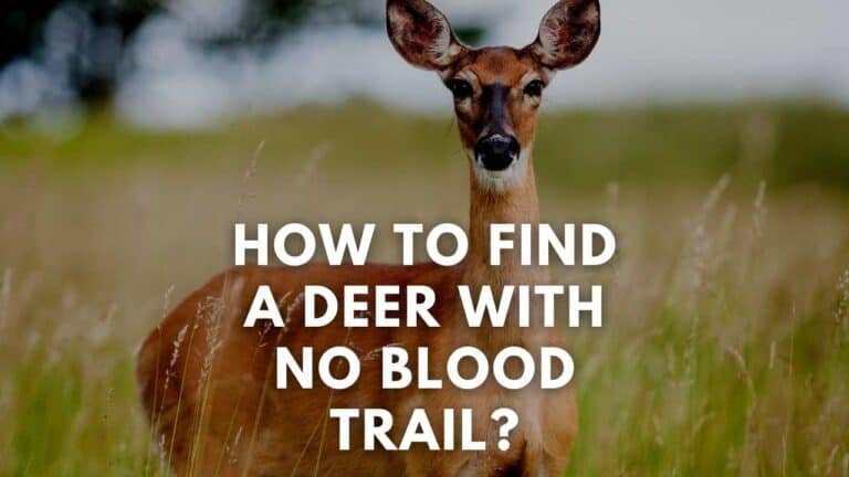 how to find a deer with no blood trail
