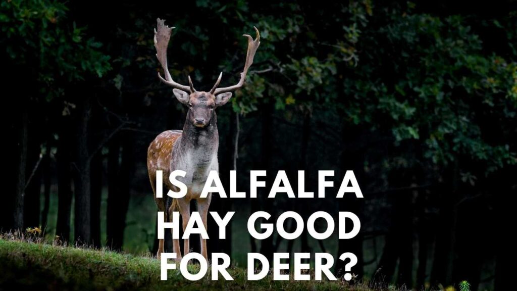 Is Alfalfa Hay Good For Deer? Deer Hunting Life