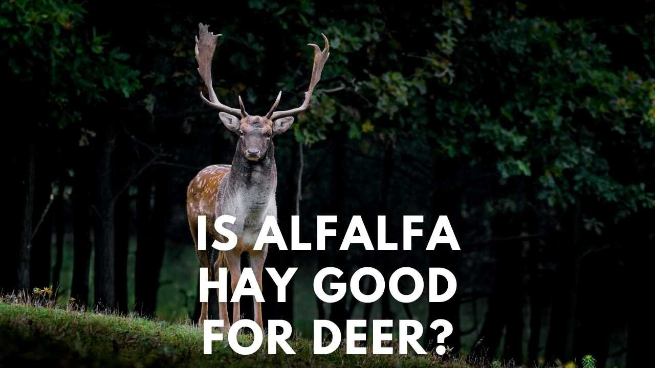 is alfalfa hay good for deer