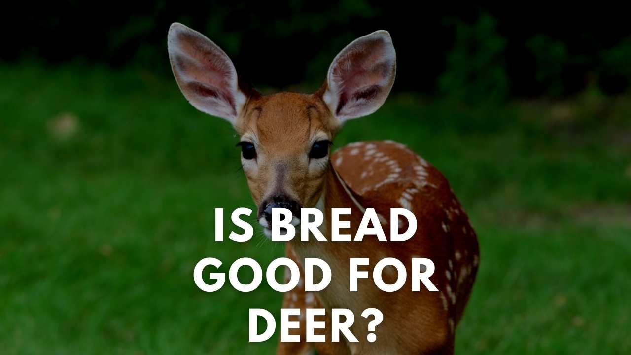 is bread good for deer