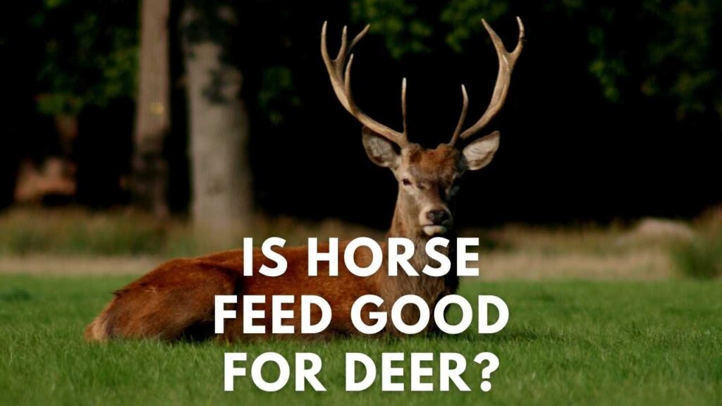 Is Horse Feed Good For Deer? Deer Hunting Life