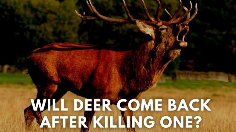 will deer come back after killing one