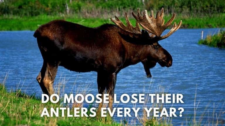 do moose lose their antlers every year