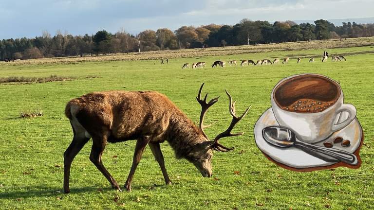 can deer smell coffee