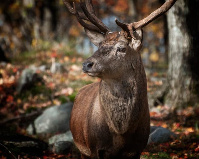 Deer Hunting Season KY 2025: Dates, Zones, Regulations & Expert Tips for Success