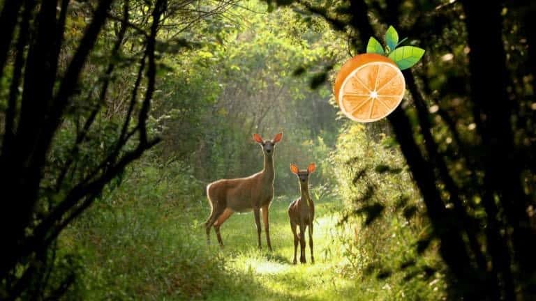 do deer eat oranges