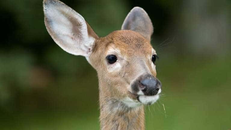 Do Deer Have Whiskers