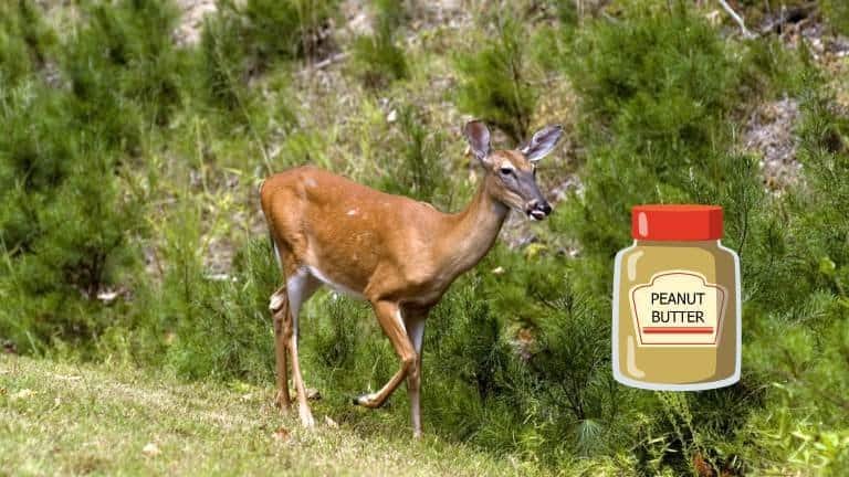 How Far Can Deer Smell Peanut Butter