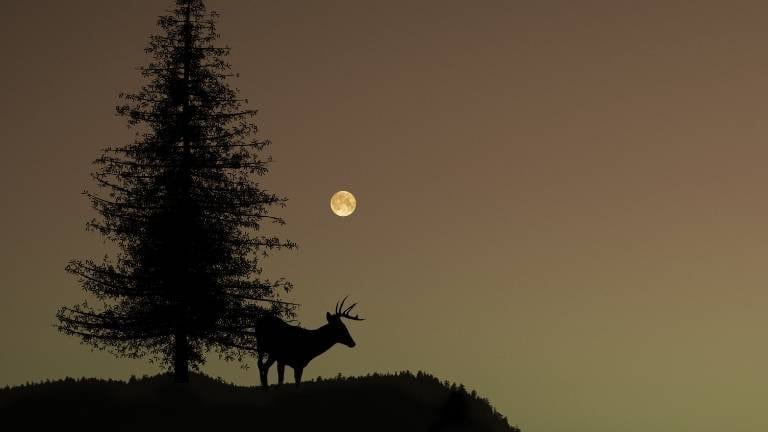 How far can deer see in the dark